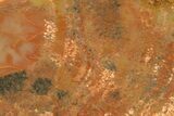 Polished Petrified Wood (Araucarioxylon) - Arizona #284323-1